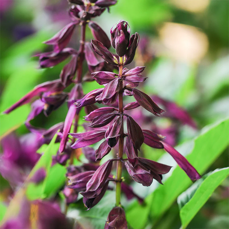 Salie - Sizzler Purple