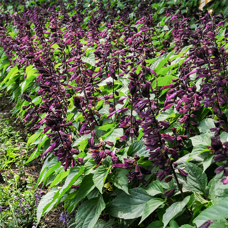 Salie - Sizzler Purple - Image 2