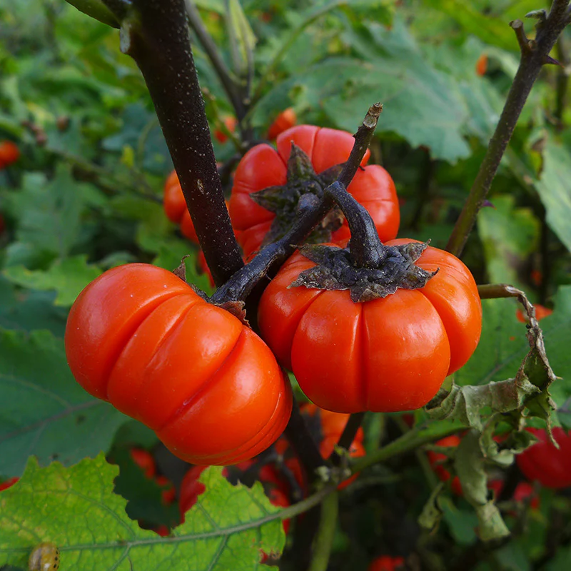 Sieraubergine - Pumpkin on a stick - Image 3