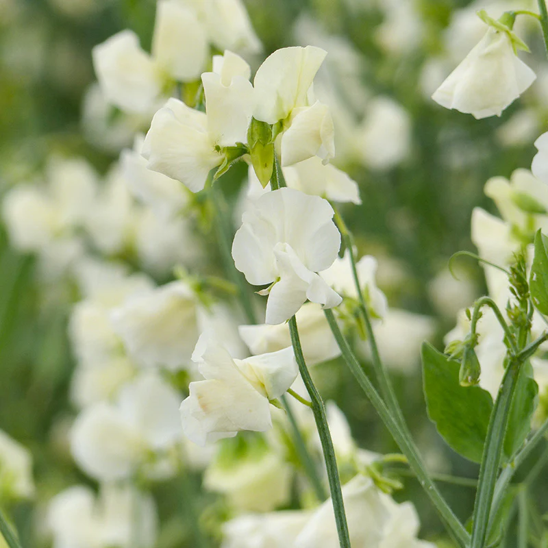 Klimplanten