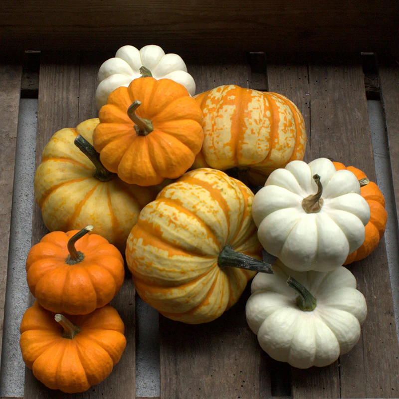 Pompoen - Mini Harvest Blend