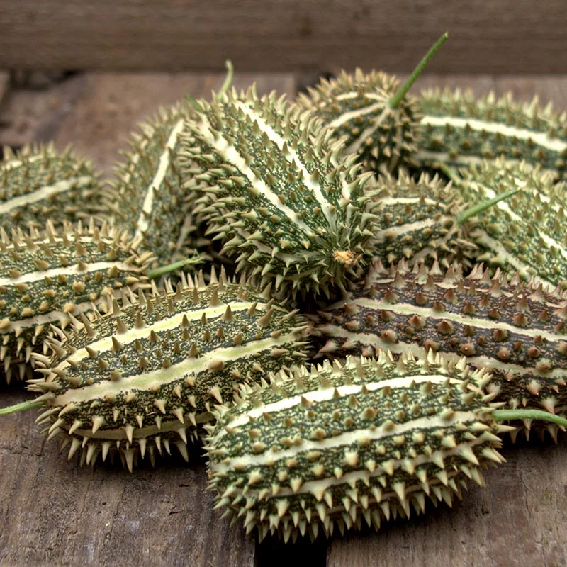 Miniatuur 1