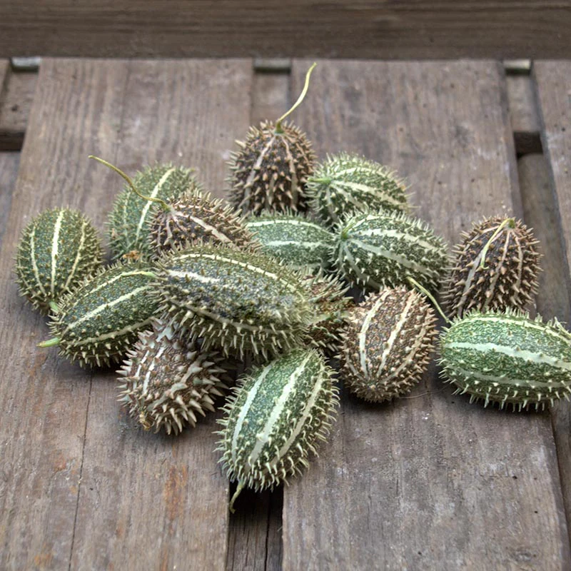 Sierkomkommer - zeyherii