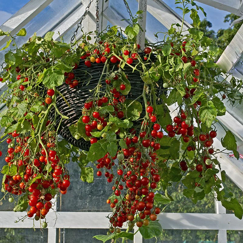 Kerstomaat - Micro Cherry