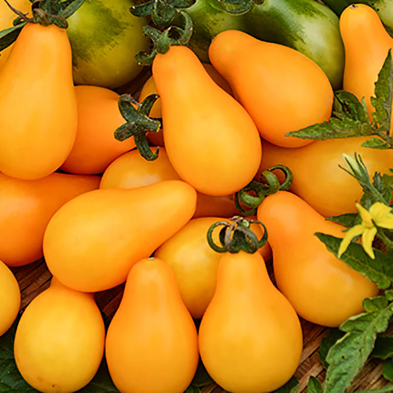Kerstomaat - Yellow Pearshaped