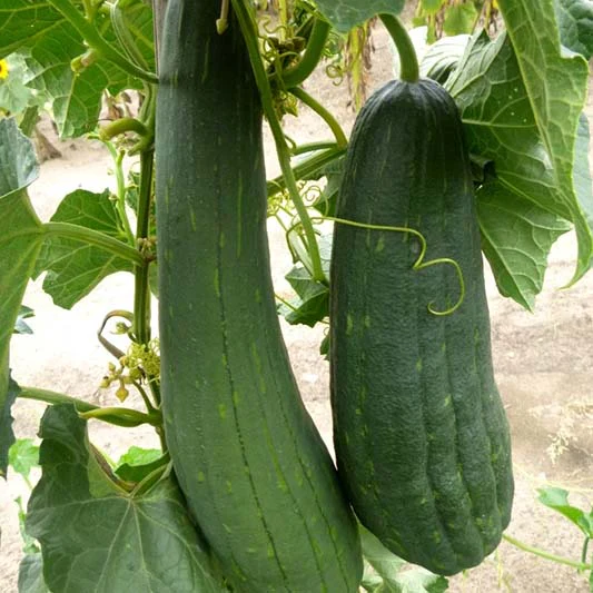 Sponskomkommer - Luffa cylindrica