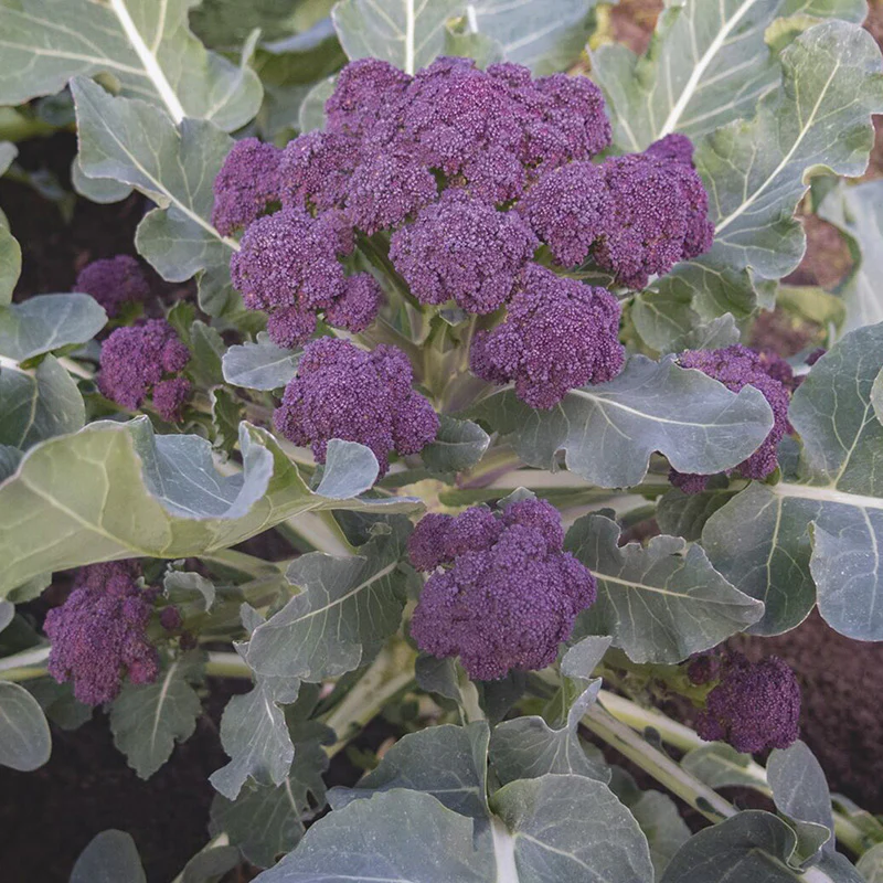 Sprouting Broccoli - Burgundy F1