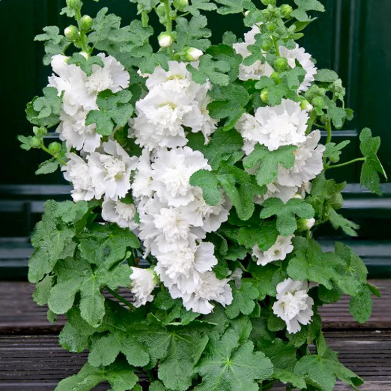 Stokroos - Spring Celebrities White - Image 2