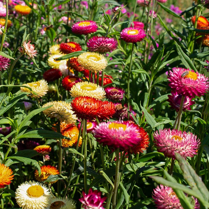 Strobloem - Monstrosum Double Mix