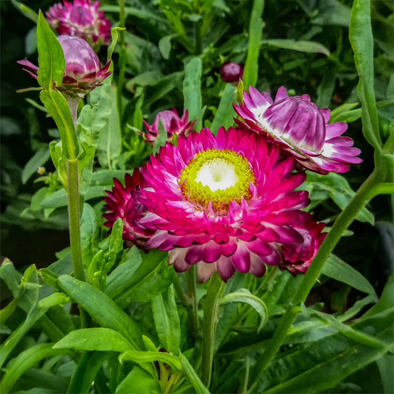 Strobloem - Purple-Red
