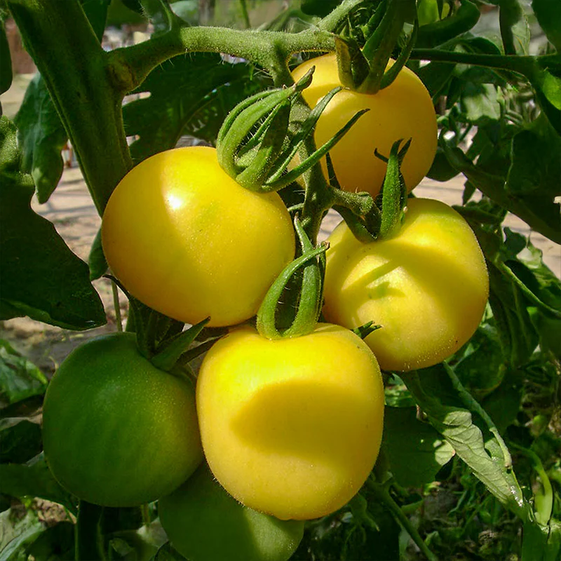 Tomaat - Mirabelle Blanche