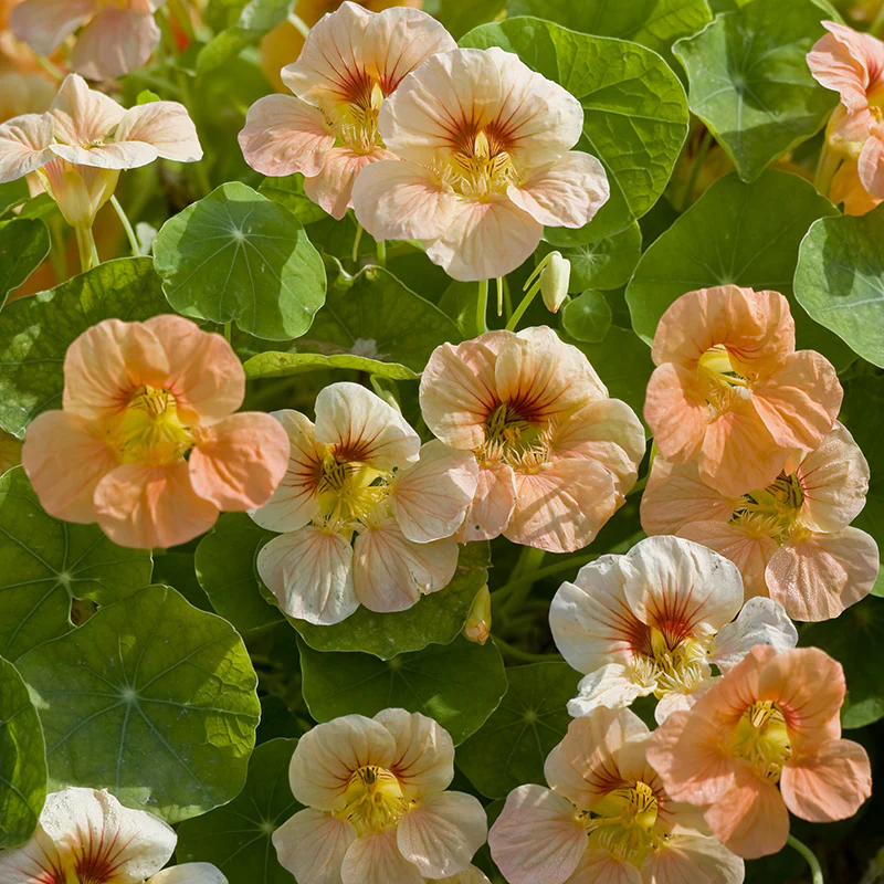 Oost-Indische Kers - Tip Top Apricot