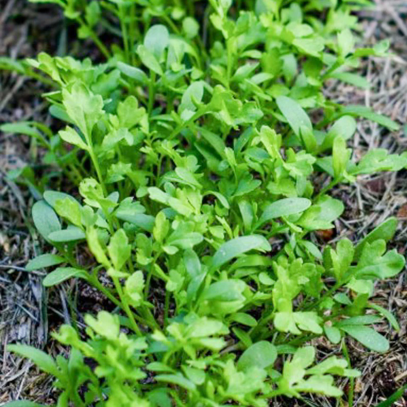 Miniatuur 2