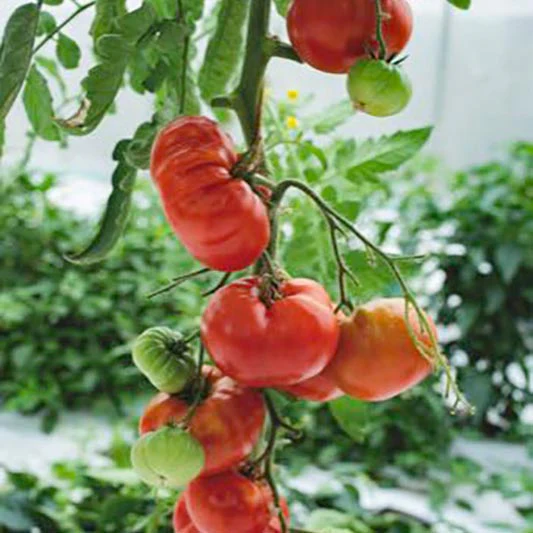 Vleestomaat - Marmande