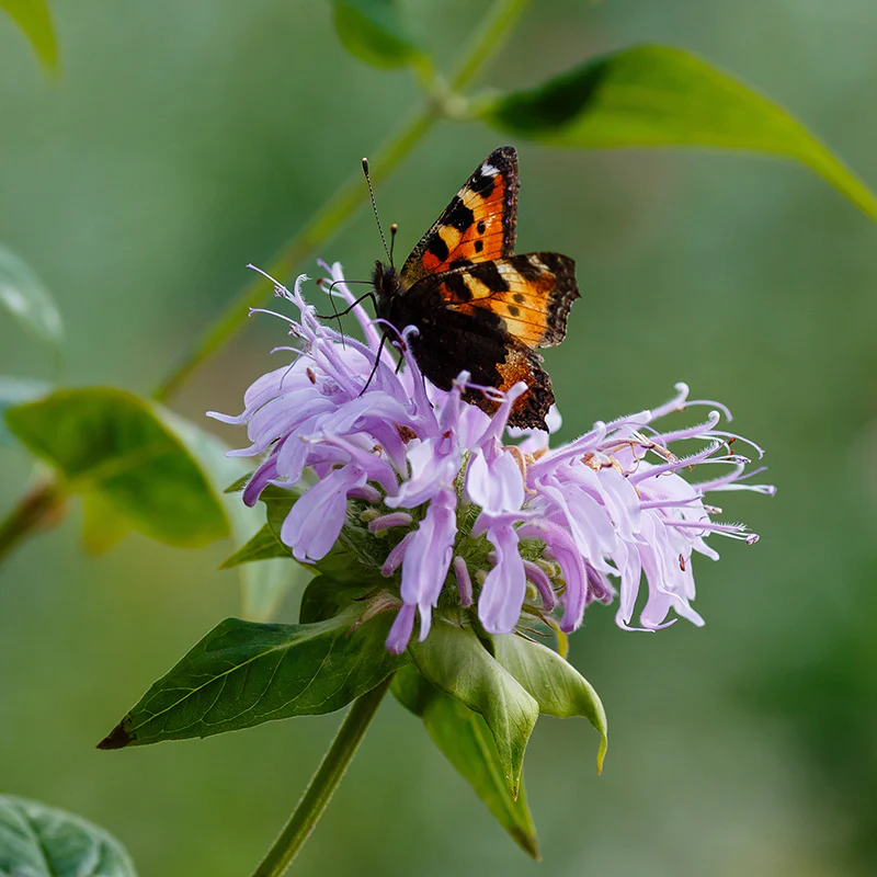 Wilde Bergamot - Image 2