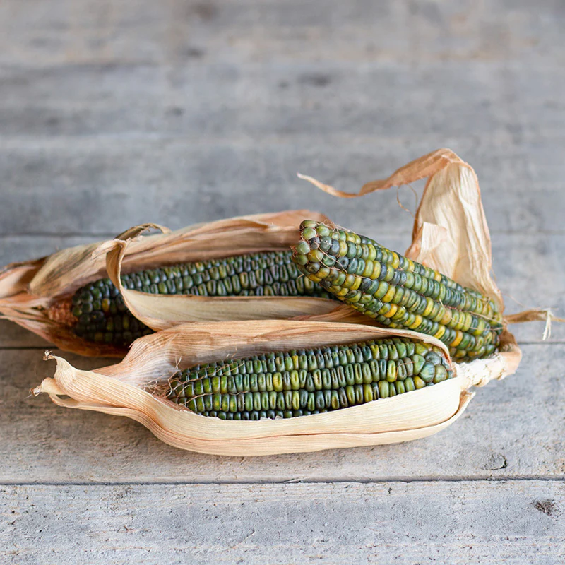 Siermais - Oaxacan Green