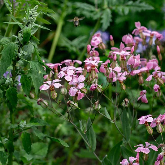 Zeepkruid - Pink Beauty - Image 2