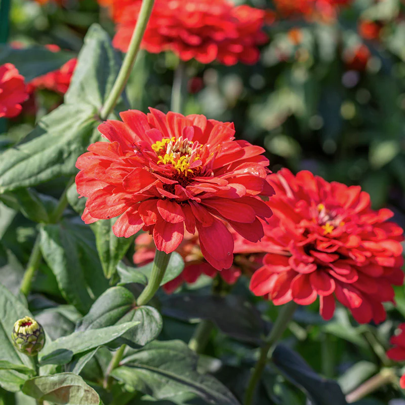 Zinnia - Benary's Giant Coral