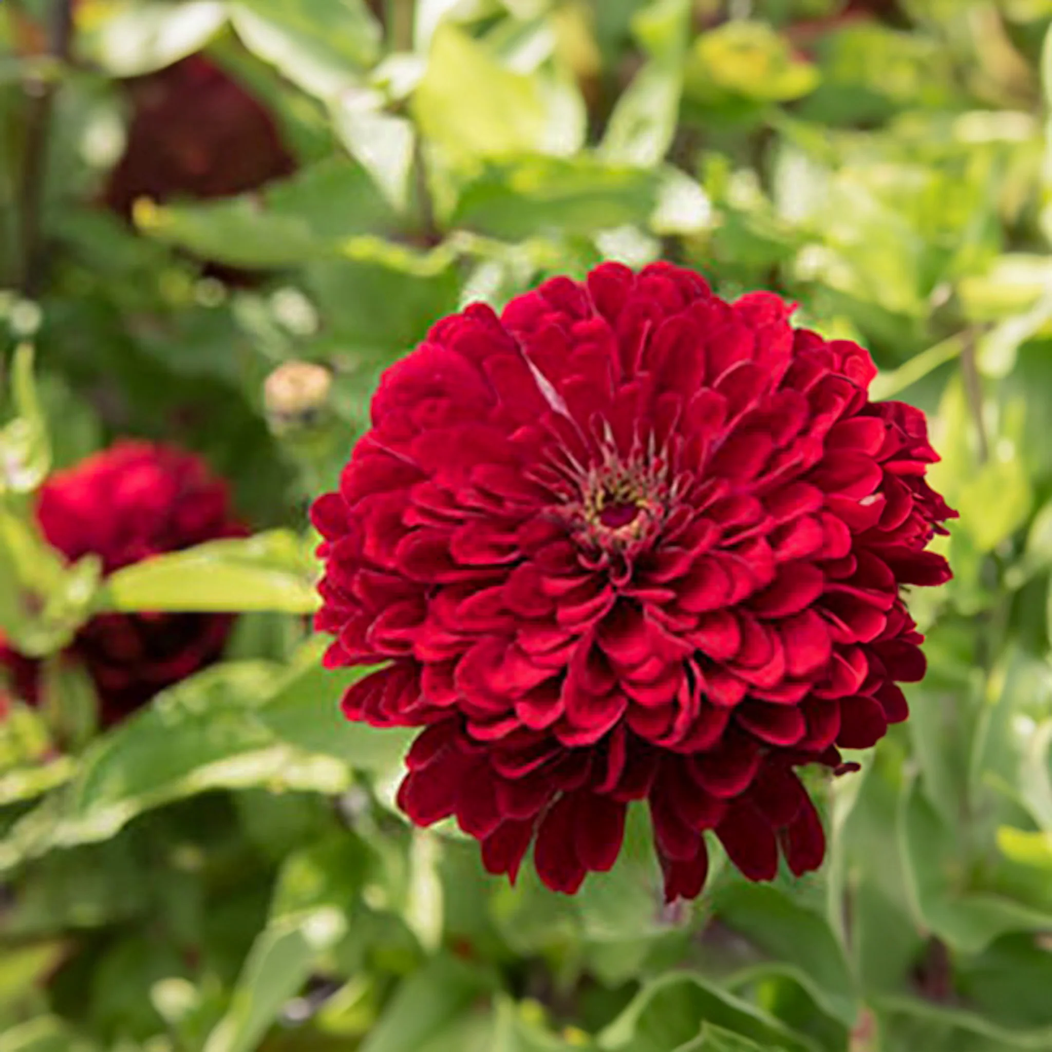 Zinnia - Benary’s Giant Deep Red