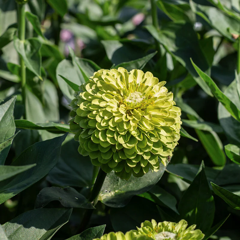 Zinnia - Benary’s Giant Lime