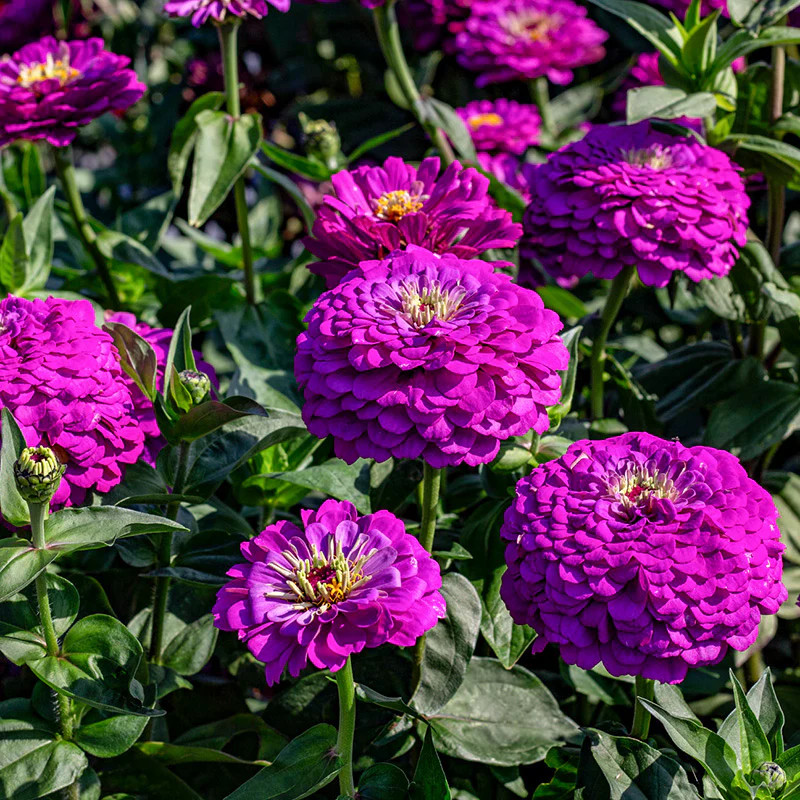 Zinnia - Benary’s Giant Purple