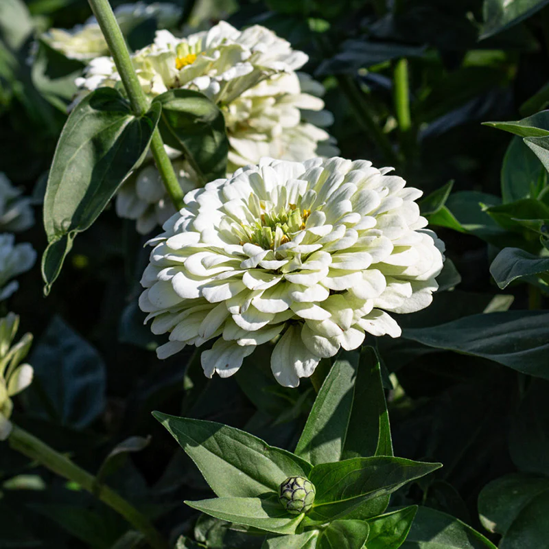 Zinnia - Benary’s Giant White