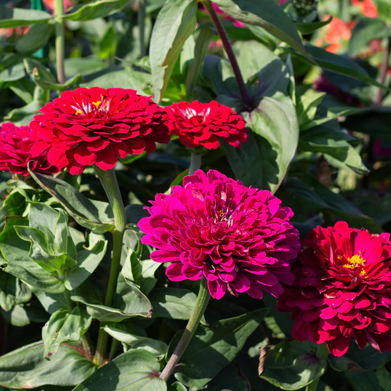 Zinnia - Benary’s Giant Wine