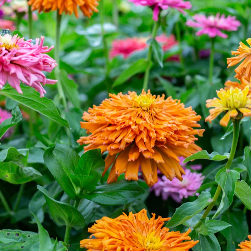 Zinnia - Chrysanthemum - Image 2