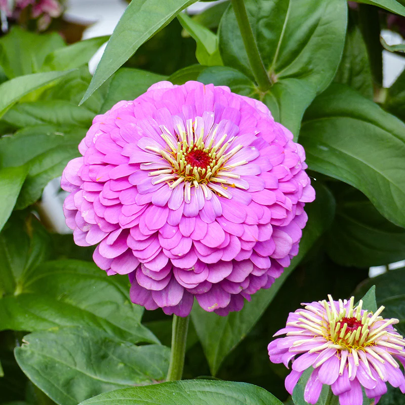 Zinnia - Dream Rosy Lavender - Image 2