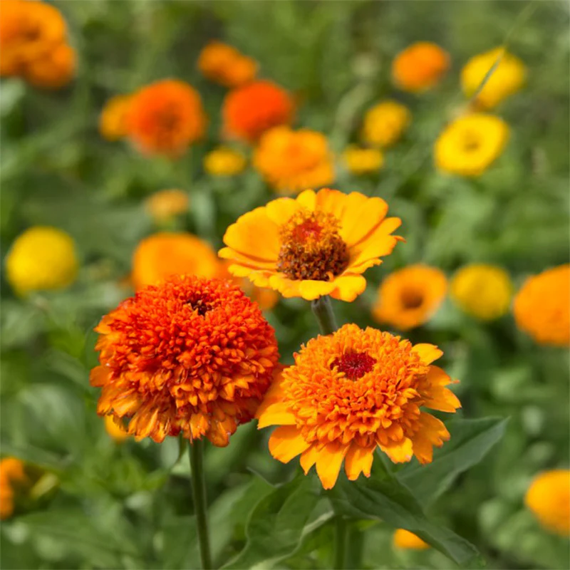 Zinnia - Cresto! Orange