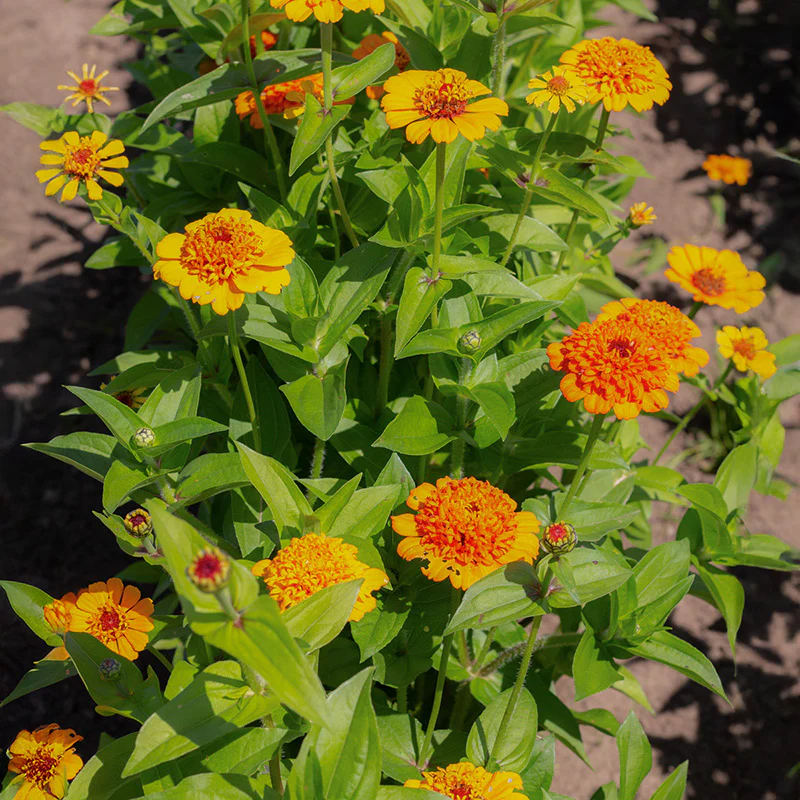 Zinnia - Cresto! Orange - Image 2