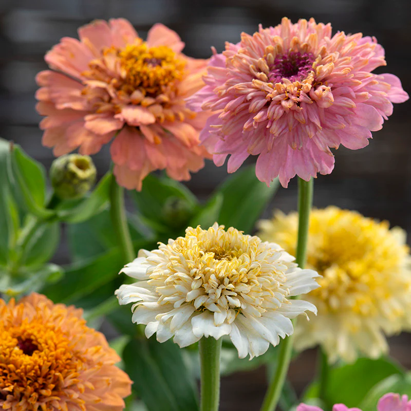 Zinnia - Cresto! Peaches & Cream