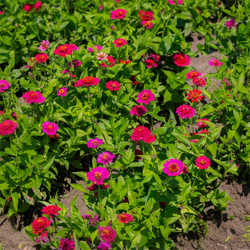 Zinnia - Cresto! Violet - Image 2
