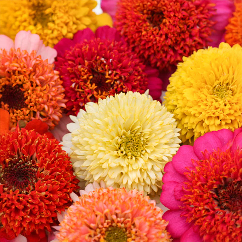 Zinnia - Cupcakes Mix