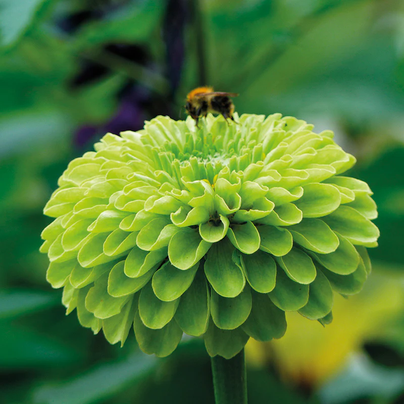 Zinnia - Envy