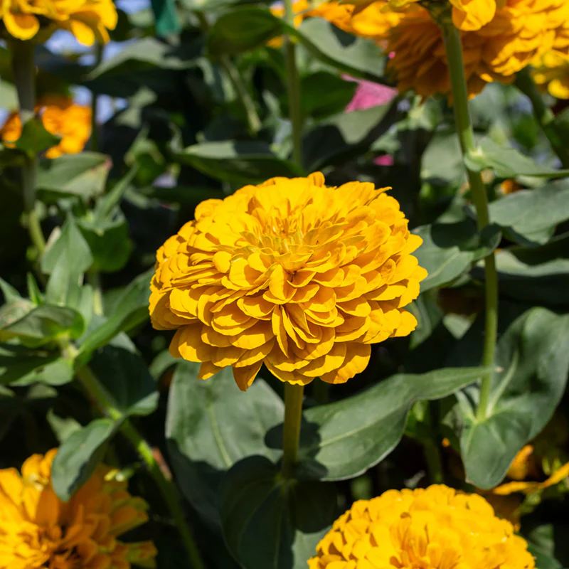 Zinnia - Golden State