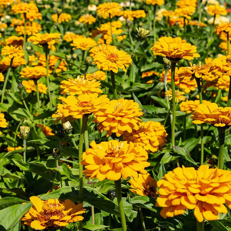 Zinnia - Golden State - Image 2