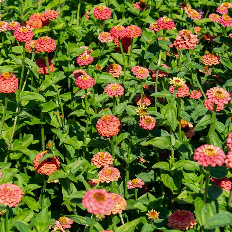 Zinnia - Lilliput Salmon Gem