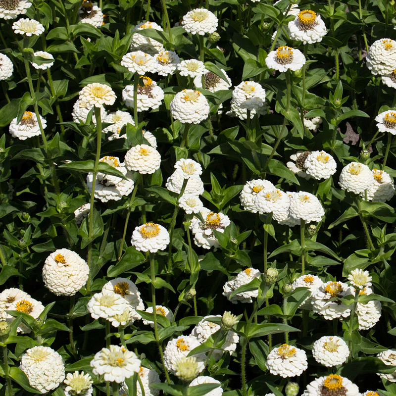 Zinnia - Lilliput White Gem