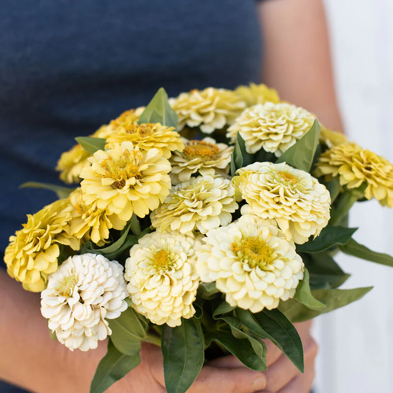 Zinnia - Oklahoma Ivory