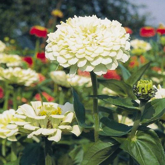 Zinnia - Polar Bear