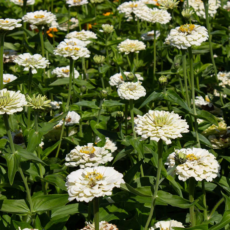 Zinnia - Polar Bear - Image 2