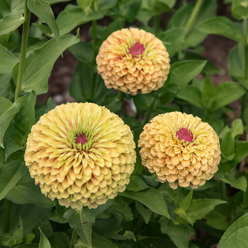 Zinnia - Queen Lime with Blush