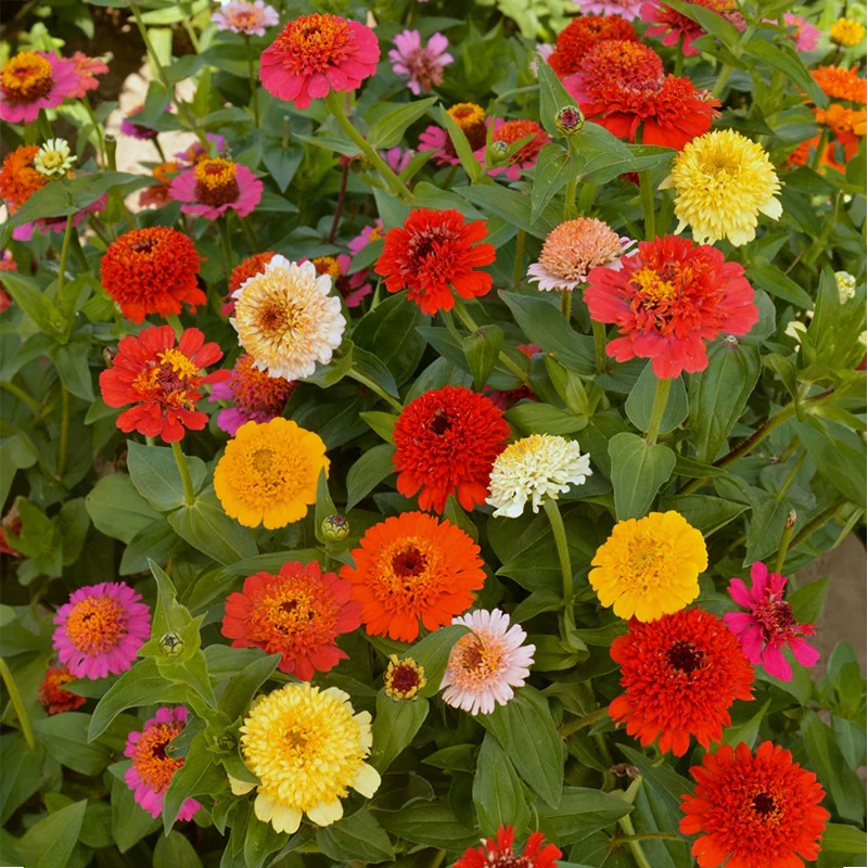 Zinnia - Scabiosa