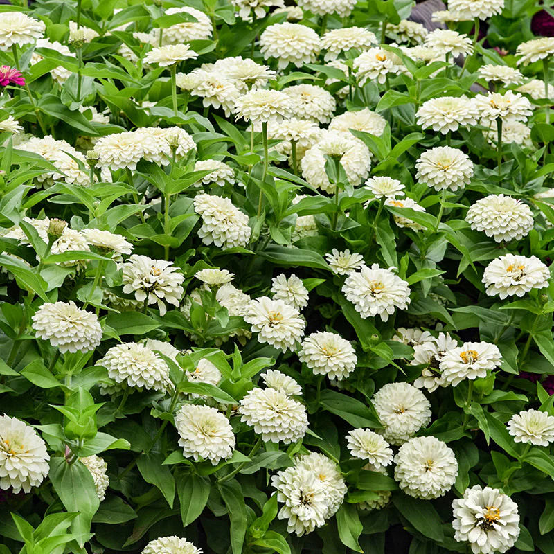 Zinnia -  Zesty™ White