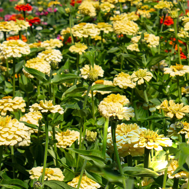 Zinnia - Isabellina Creamy Yellow