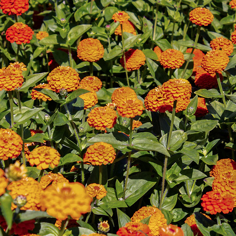 Zinnia - Lilliput Orange Gem