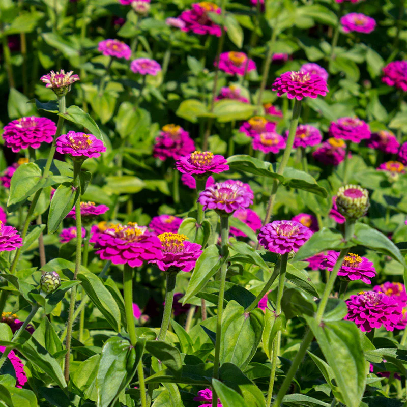 Zinnia - Lilliput Purple Gem