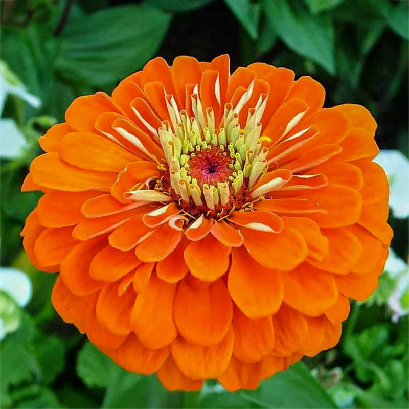 Zinnia - Orange King