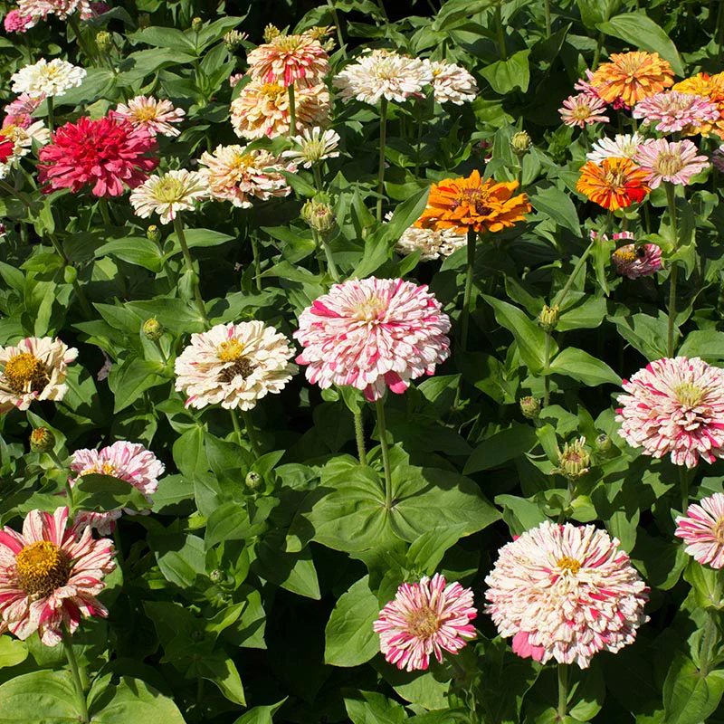 Zinnia - Peppermint Stick